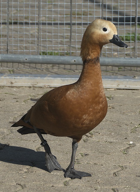 在曼城获得