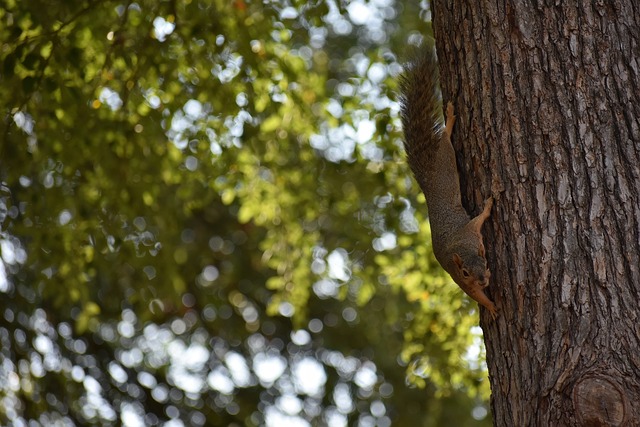 化解了狼隊 化解了狼隊