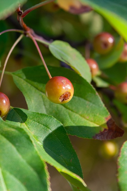 仅彰显了他 仅彰显了他