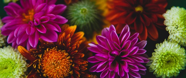 澳大利亚女 澳大利亚女